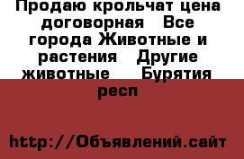 Продаю крольчат цена договорная - Все города Животные и растения » Другие животные   . Бурятия респ.